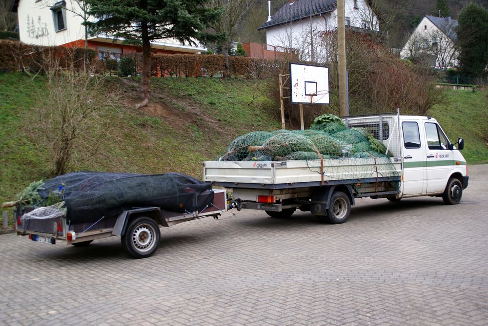 Weihnachtsbaumverkauf 2009