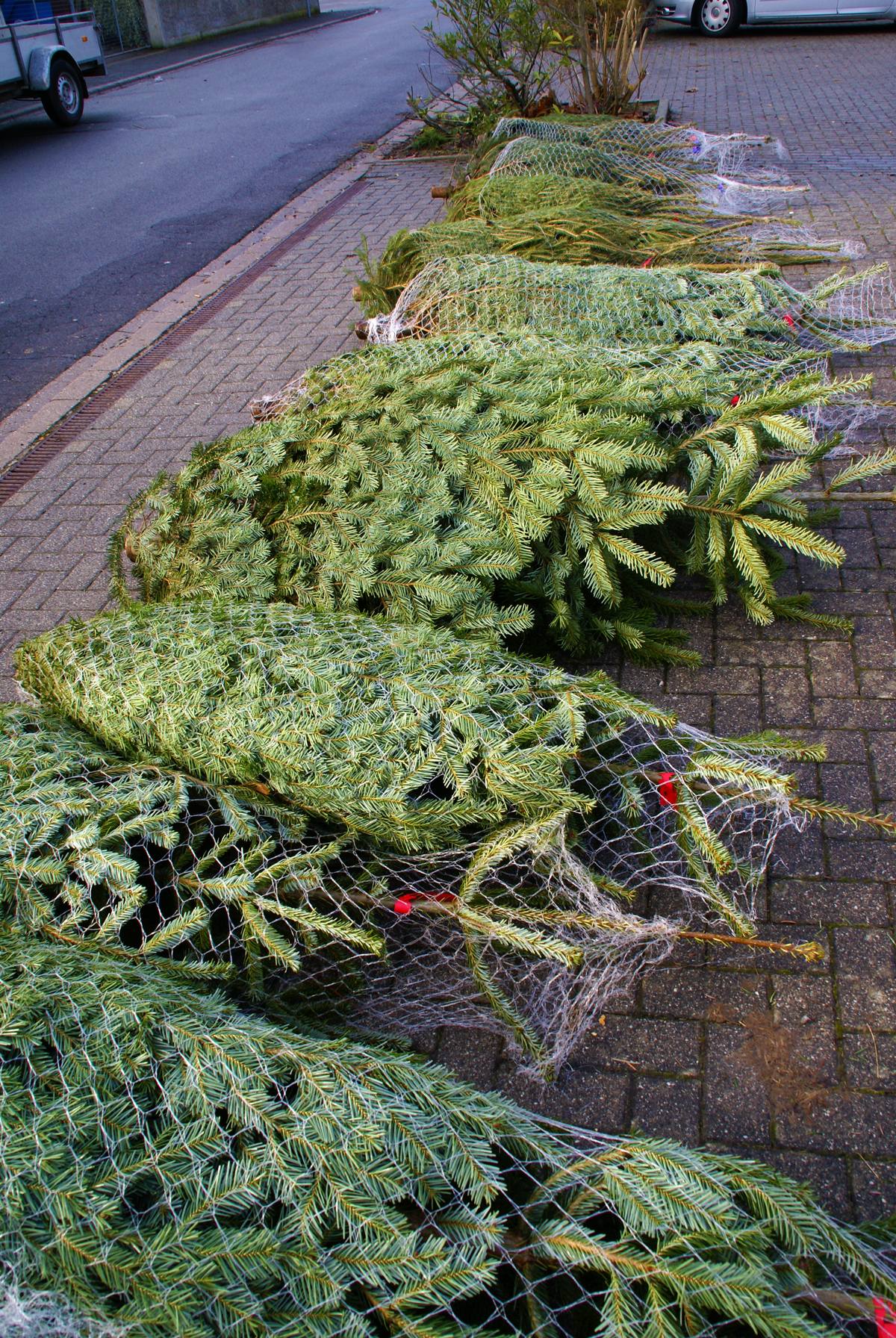 Weihnachtsbaum014