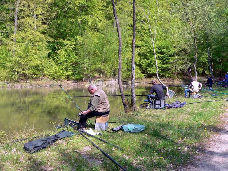 Graureiher Bild Nr.003