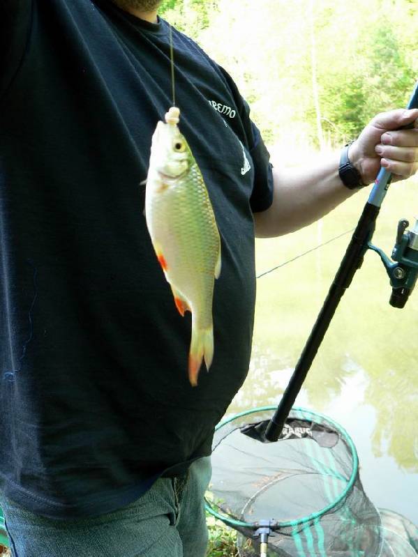 Graureiher Bild Nr.010