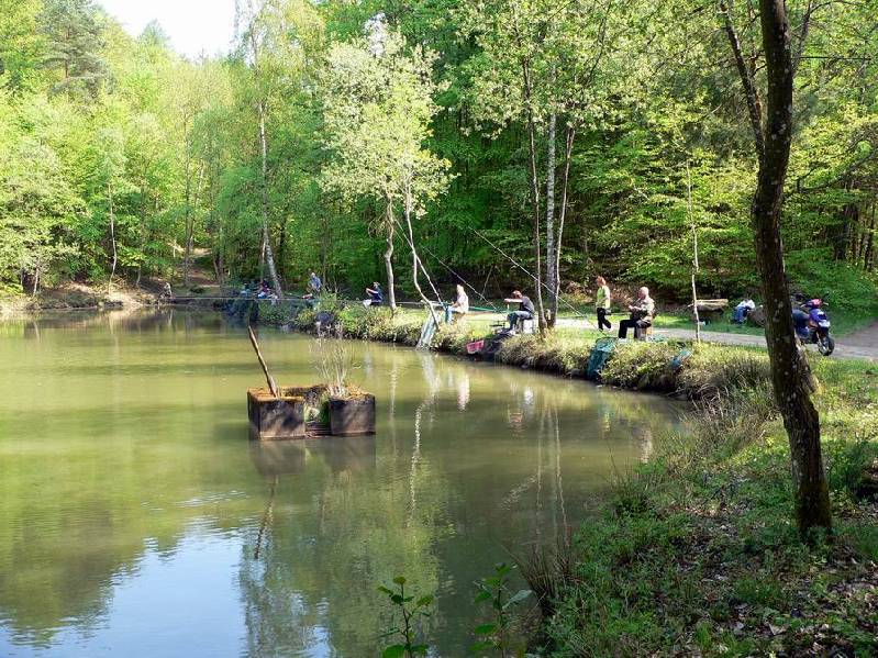 Graureiher Bild Nr.038