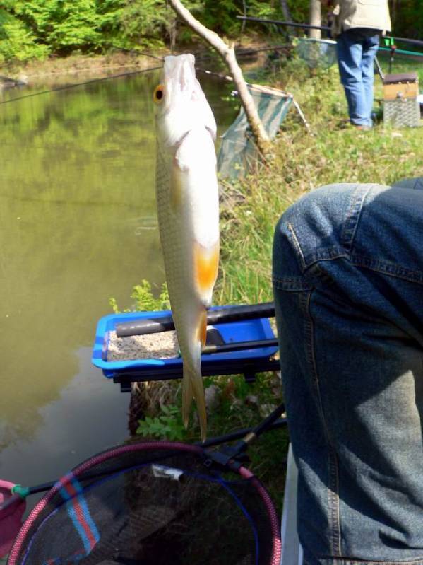 Graureiher Bild Nr.043