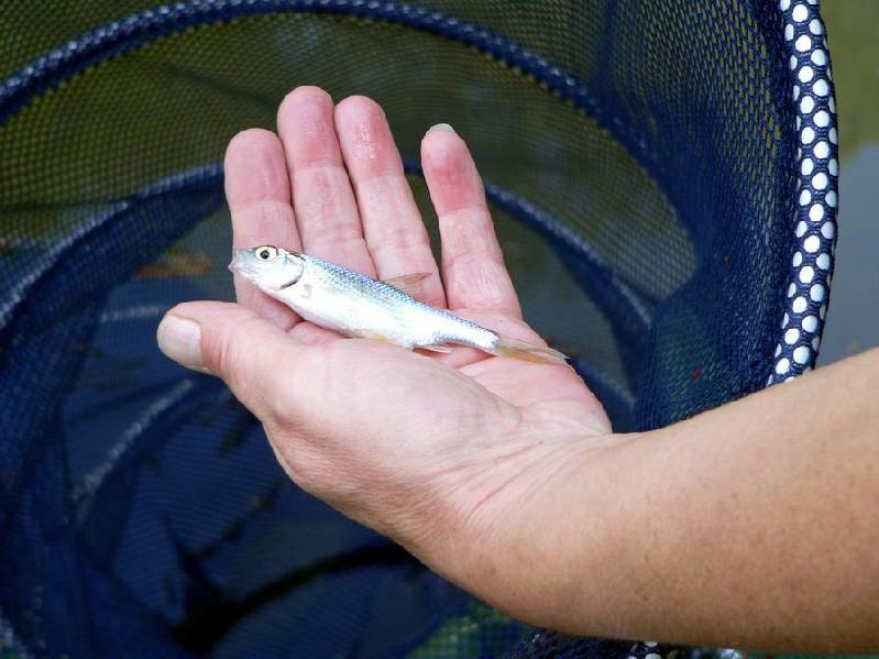 Graureiher Bild Nr.055