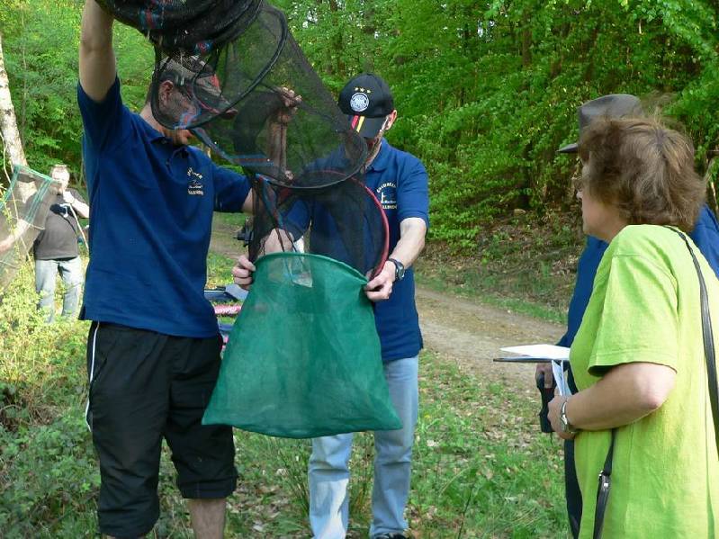 Graureiher Bild Nr.090