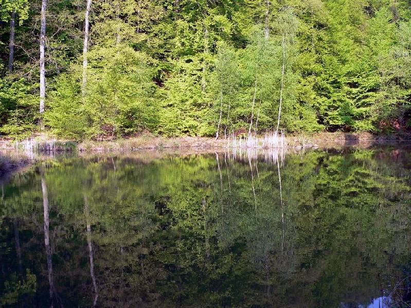 Graureiher Bild Nr.105