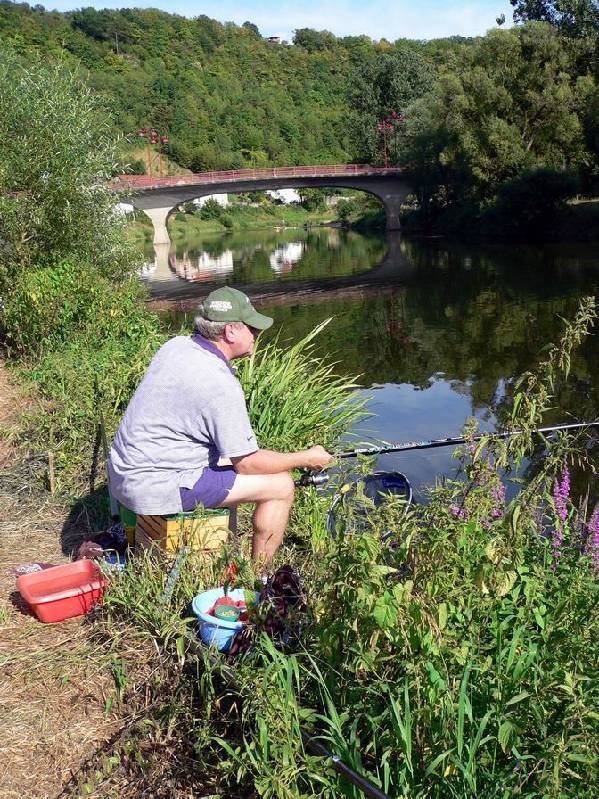 Graureiher Bild Nr.132