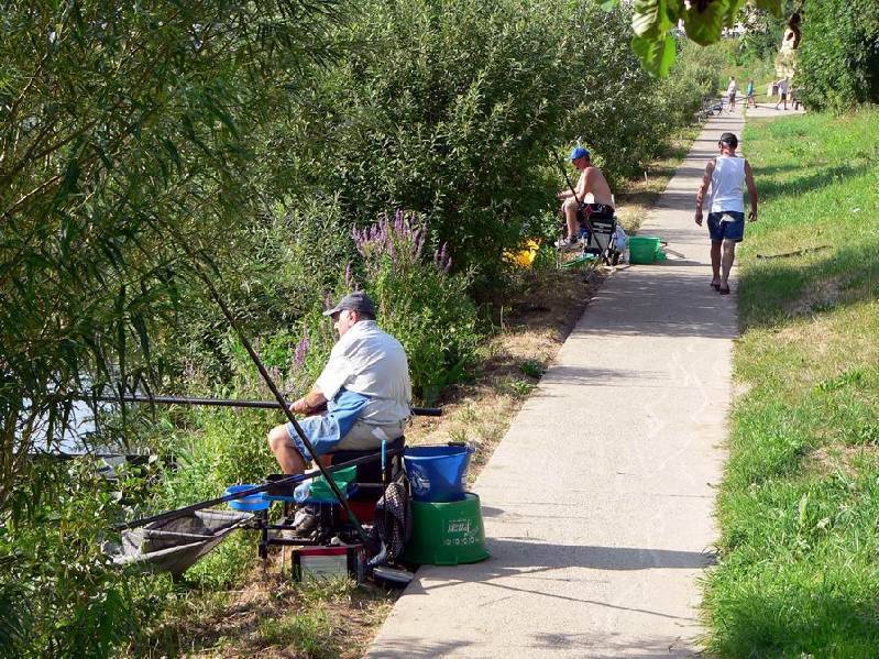 Graureiher Bild Nr.152